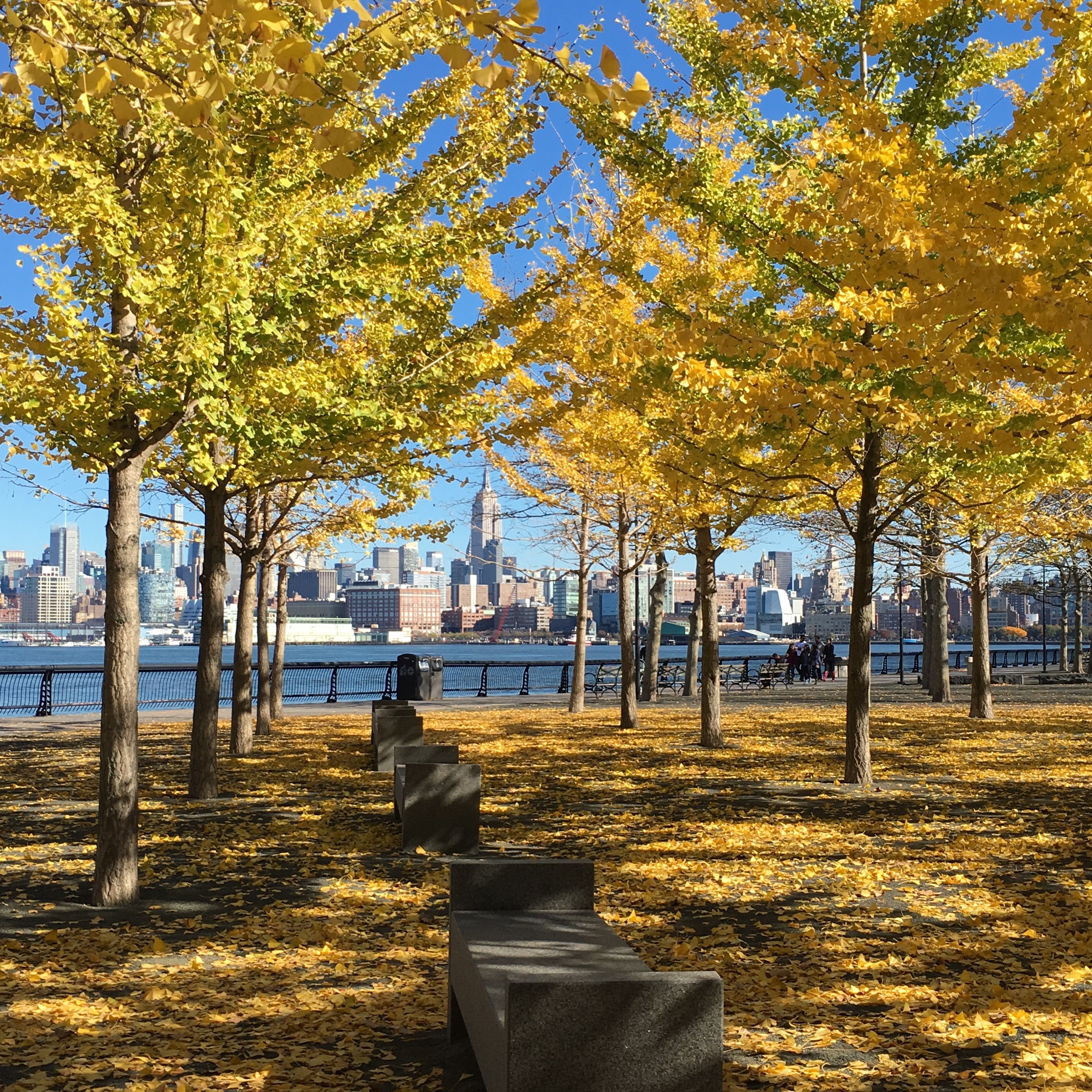 Trees with view of nyc skyline